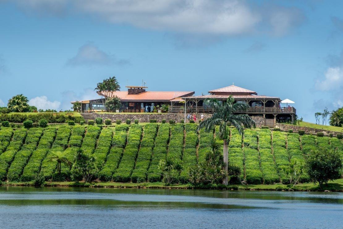 Bois Cherie Tea Factory